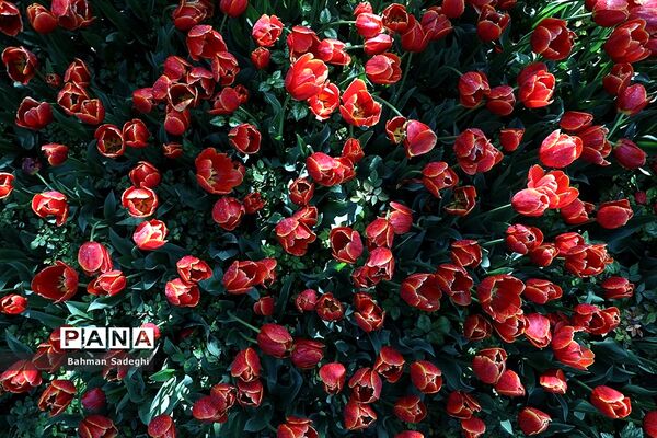 باغ ایرانی، بهشتی برای پایتخت نشینان