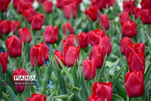 جلوه زیباى بهار در تبریز