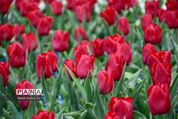 جلوه زیباى بهار در تبریز