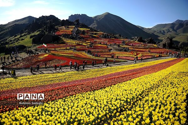 دشت لاله‌های روستای کندر