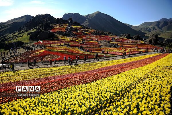 دشت لاله‌های روستای کندر