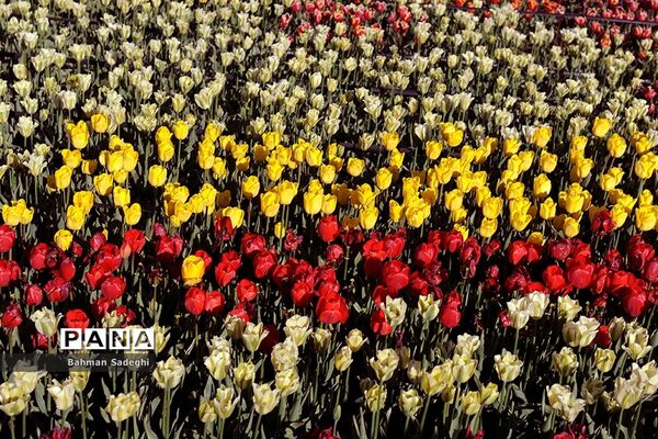 دشت لاله‌های روستای کندر