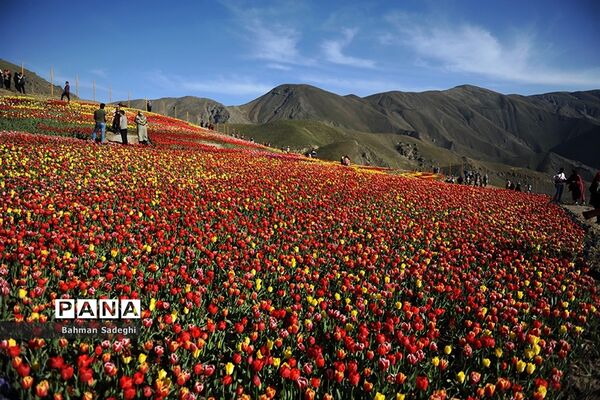 دشت لاله‌های روستای کندر