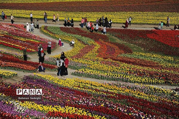 دشت لاله‌های روستای کندر