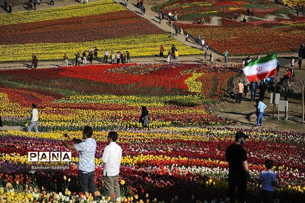دشت لاله‌های روستای کندر