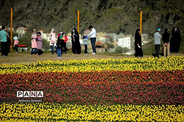 دشت لاله‌های روستای کندر