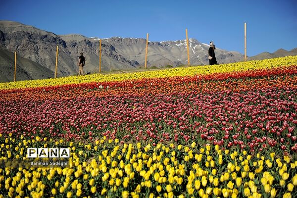 دشت لاله‌های روستای کندر