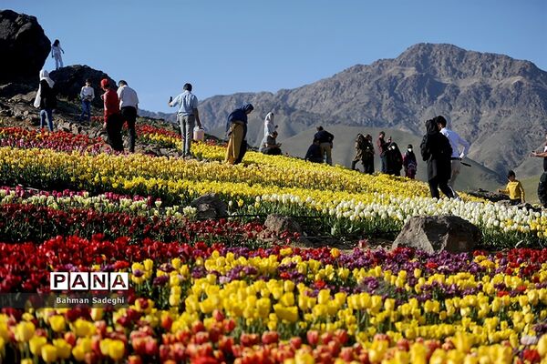 دشت لاله‌های روستای کندر