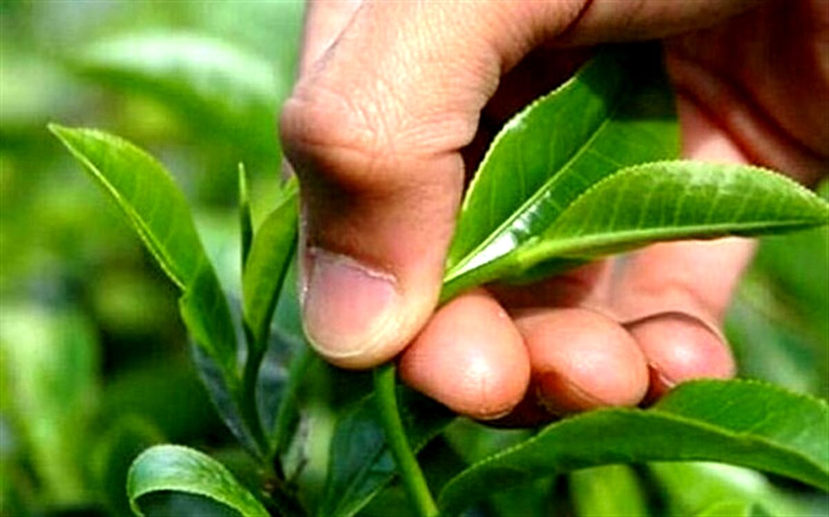 خرید تضمینی برگ سبز چای از چایکاران آغاز شد