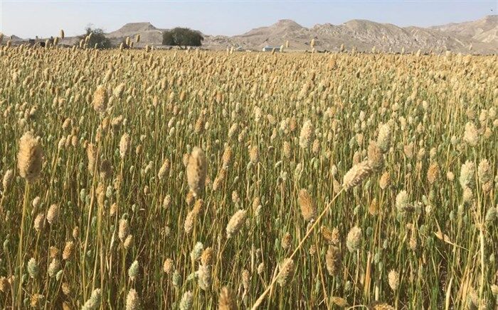 آغاز برداشت تخم کتان در شهرستان لامرد