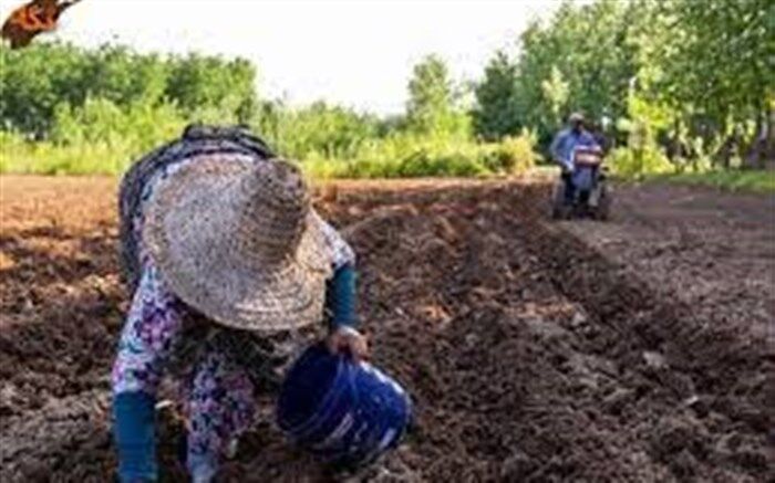 کشت  نیشکر  در گیلان آغاز شد