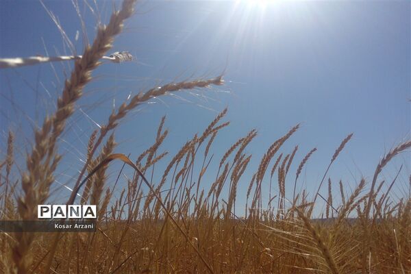 برداشت خوشه‌های طلایی