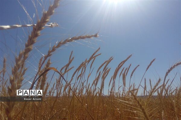 برداشت خوشه‌های طلایی