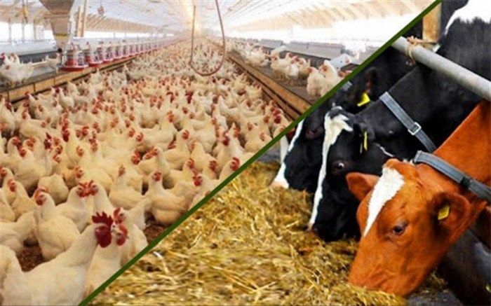 توزیع بیش از ۱۶هزار تن نهاده دامی بین دامداران سیستان و بلوچستان