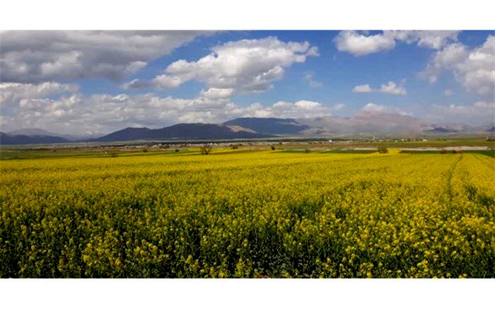 کشت گیاهان دارویی در آذربایجان‌غربی توسعه می‌یابد