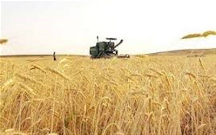 برداشت گندم در ۵۰ درصد  از گندمزارهای میرجاوه