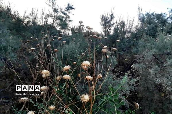 فراخوان عکاسی مردم و محیط زیست، ویژه دانش آموزان شهرستان امیدیه