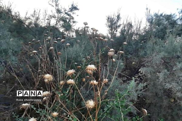 فراخوان عکاسی مردم و محیط زیست، ویژه دانش آموزان شهرستان امیدیه
