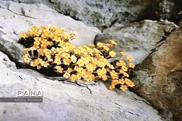 فراخوان عکاسی مردم و محیط زیست، ویژه دانش آموزان شهرستان امیدیه
