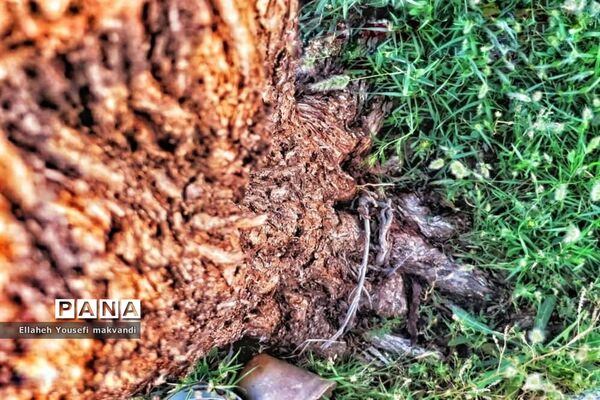 فراخوان عکاسی مردم و محیط زیست، ویژه دانش آموزان شهرستان امیدیه