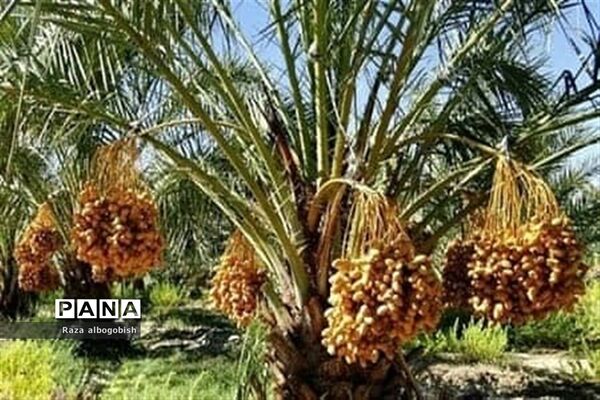 فراخوان عکاسی مردم و محیط زیست، ویژه دانش آموزان شهرستان امیدیه