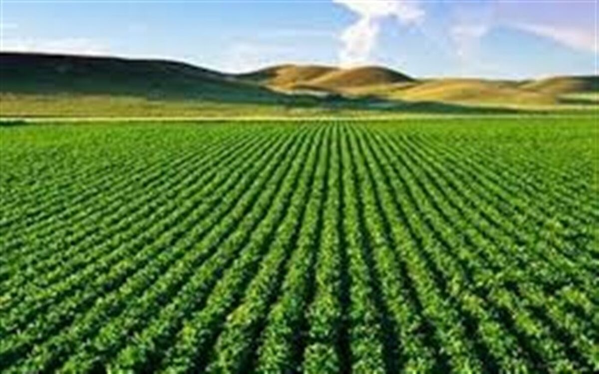 آذربایجان شرقی پیشگام کشت ارقام جدید غلات دیم