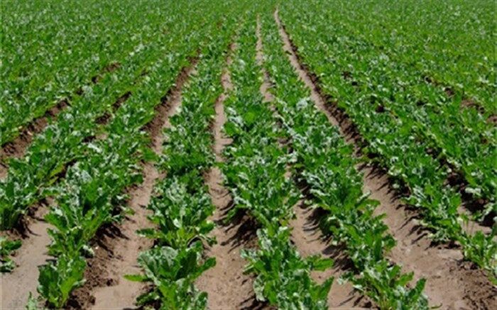برگزاری کارگاه آموزشی و ترویجی چغندر قند در مهاباد