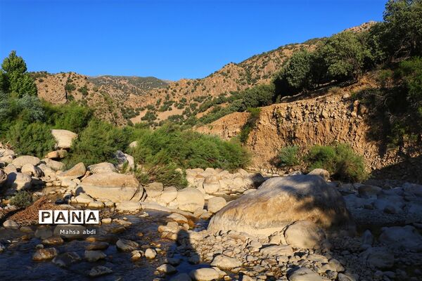 تنگ دم اسب