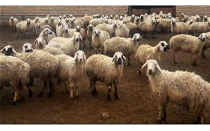 کشف ۱۶ میلیارد ریال گوسفند قاچاق در پیرانشهر