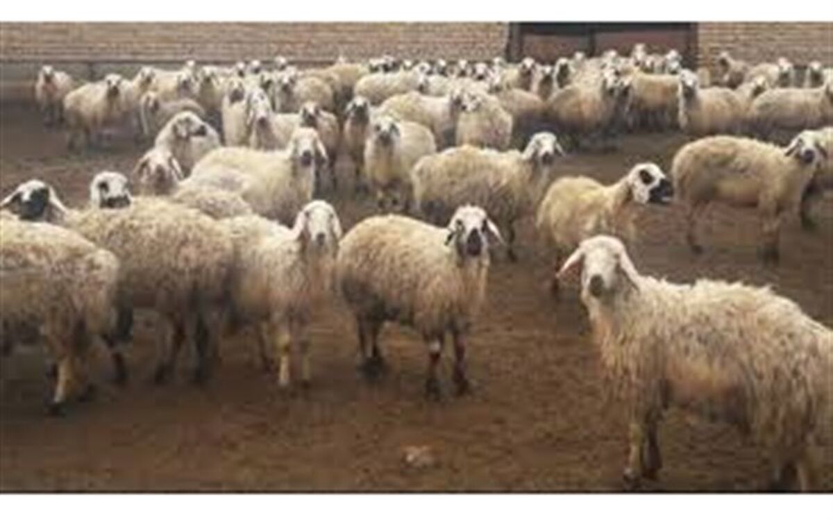 کشف ۱۶ میلیارد ریال گوسفند قاچاق در پیرانشهر