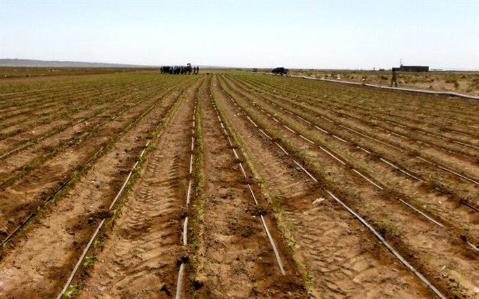 کشت نشایی در ۱۸ هکتار از زمین‌های کشاورزی میاندوآب