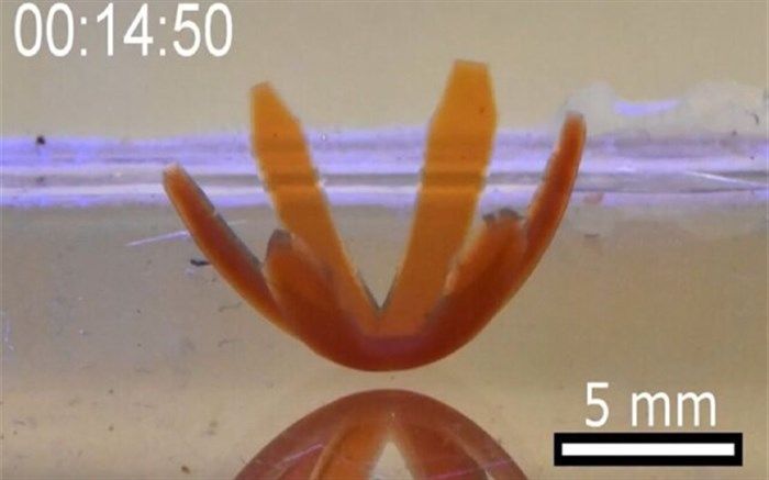مواد نرمی که با تابش نور زنده می‌شوند! + تصویر