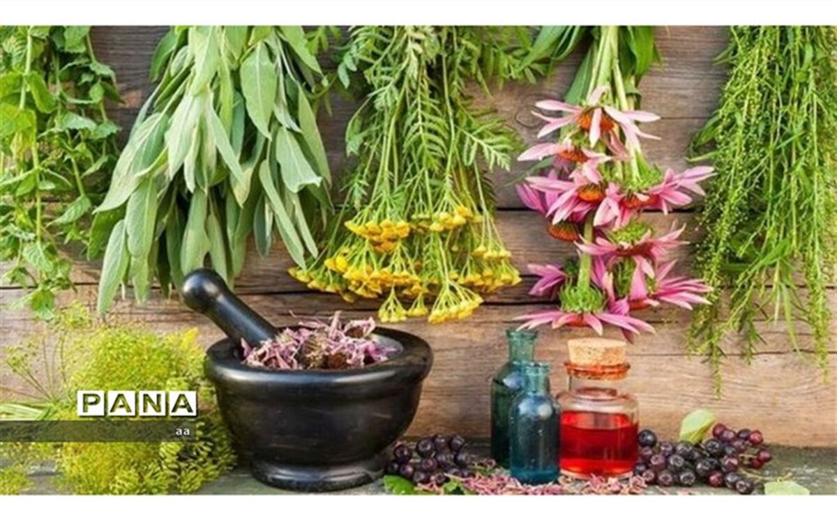 عملیات ساخت کارخانه فرآوری گیاهان دارویی در الیگودرز آغاز شد