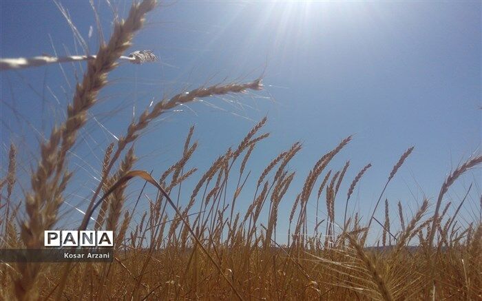 40 میلیارد از مطالبات گندم‌کاران و کلزاکاران مازندران پرداخت شد