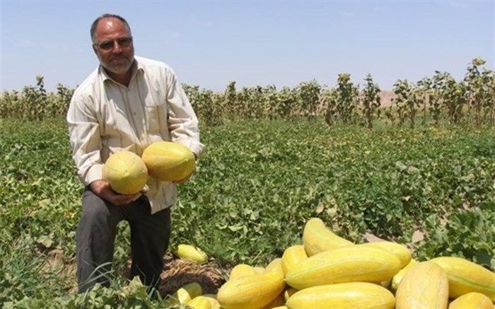 برداشت خربزه در تایباد آغاز شد