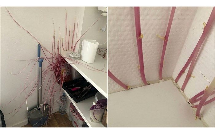 رشد عجیب ریشه‌های سیب زمینی در خانه دختر فرانسوی!