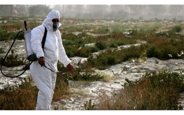 پایان مبارزه بی امان ۹ ماهه با آفت جهانی ملخ صحرایی مهاجر در سیستان وبلوچستان