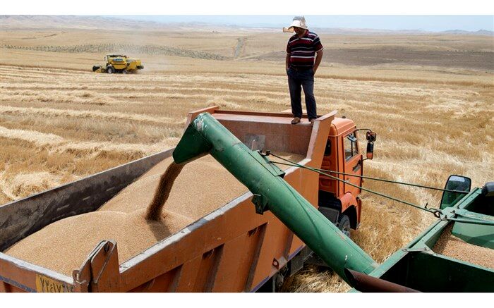 خرید تضمینی بیش از ٨٨۵ هزار تن گندم و کلزا از کشاورزان گلستانی