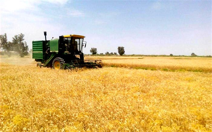اتمام برداشت گندم در شهرستان  خاش