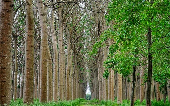 توسعه زراعت چوب با آب‌های نامتعارف