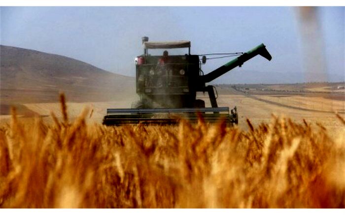 طرح بیمه اجباری گندم برای جهش تولید تدوین شد