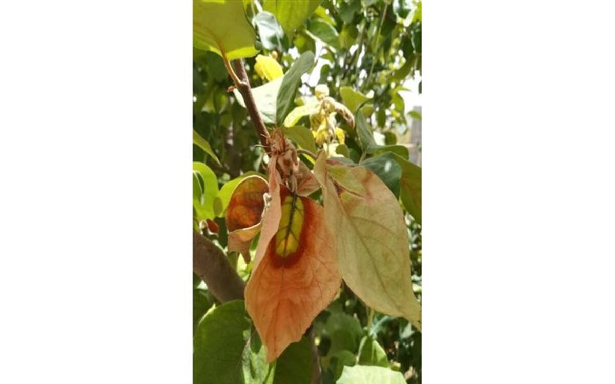 بیماری آتشک در کمین باغ های نی ریز