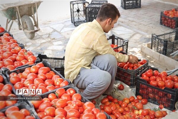 آغاز برداشت گوجه در شهرستان فسا