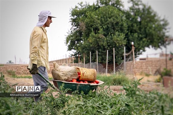 آغاز برداشت گوجه در شهرستان فسا