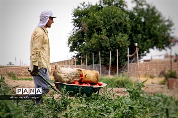 آغاز برداشت گوجه در شهرستان فسا