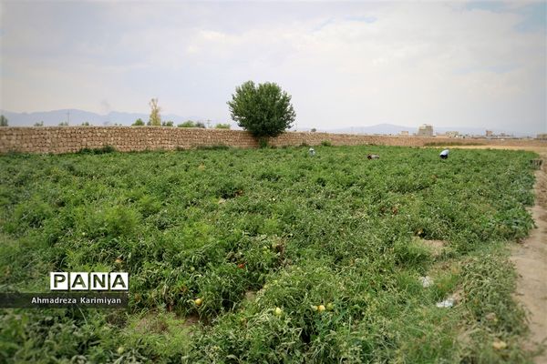 آغاز برداشت گوجه در شهرستان فسا