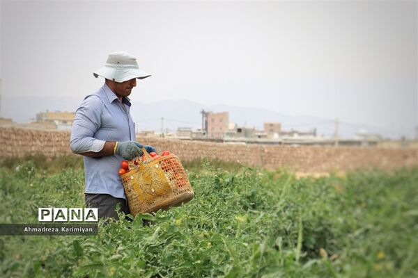 آغاز برداشت گوجه در شهرستان فسا