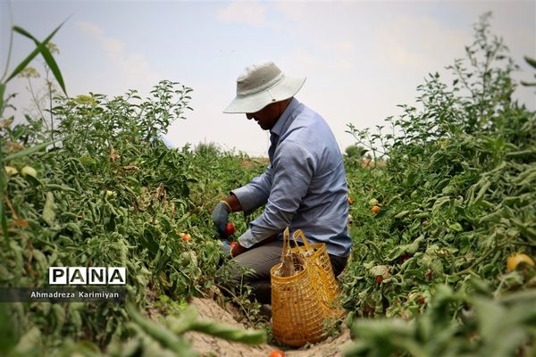 آغاز برداشت گوجه در شهرستان فسا