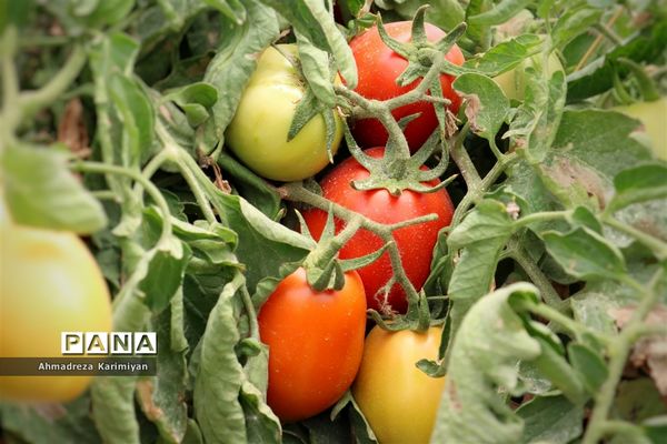 آغاز برداشت گوجه در شهرستان فسا