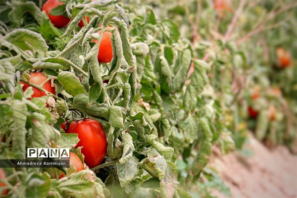 آغاز برداشت گوجه در شهرستان فسا